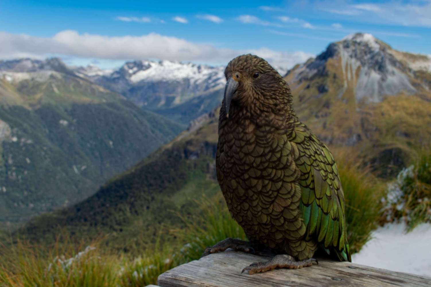 Bird of the Century Voting Open